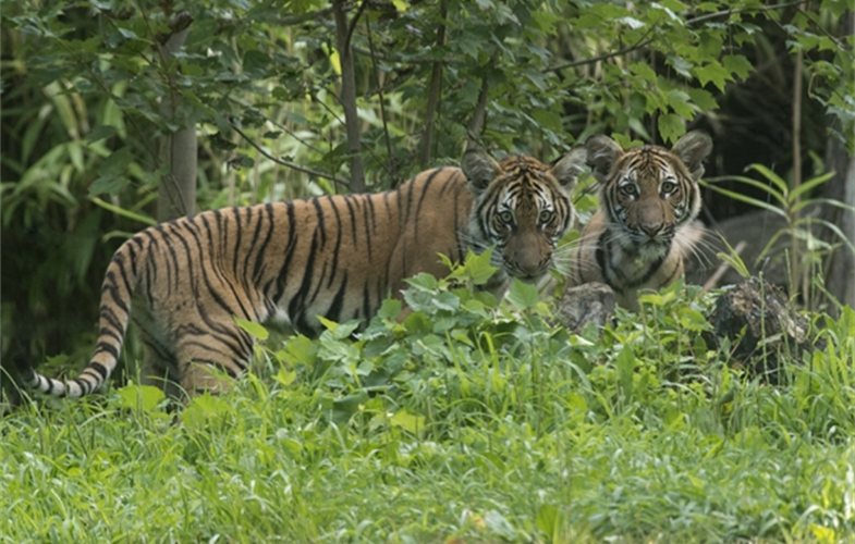 Julie Larsen Maher_4505_Malayan Tiger Cubs_TM_BZ_08 29 16.JPG